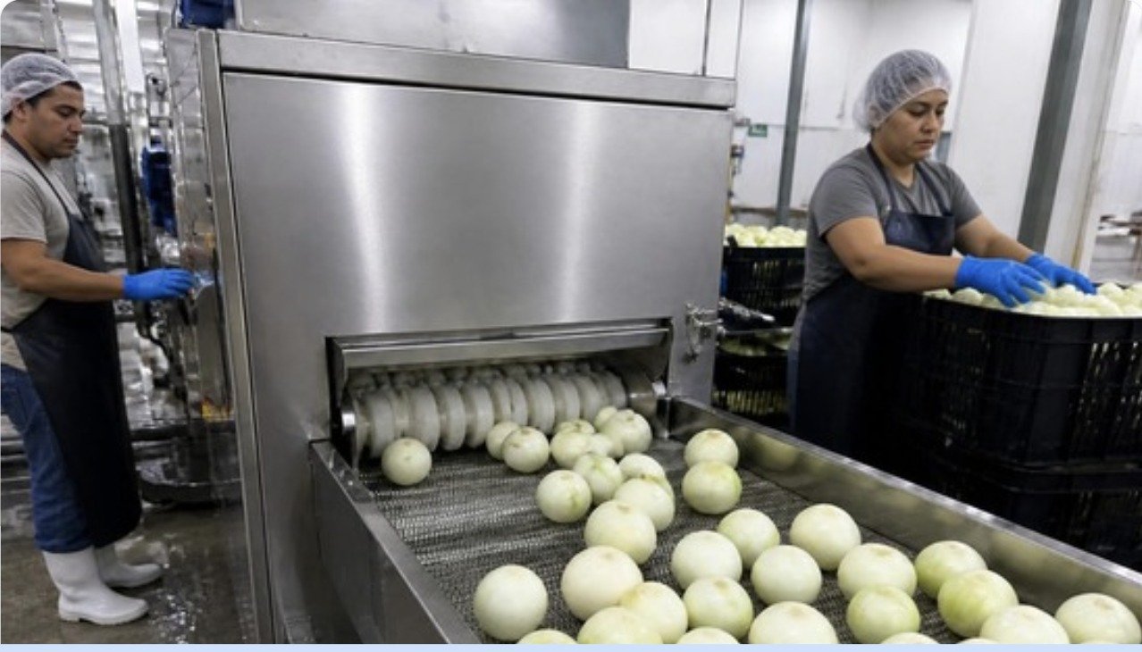 Procesamiento de cebolla en planta